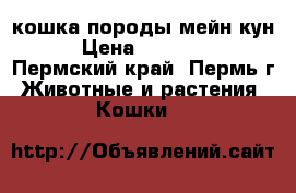 кошка породы мейн-кун › Цена ­ 10 000 - Пермский край, Пермь г. Животные и растения » Кошки   